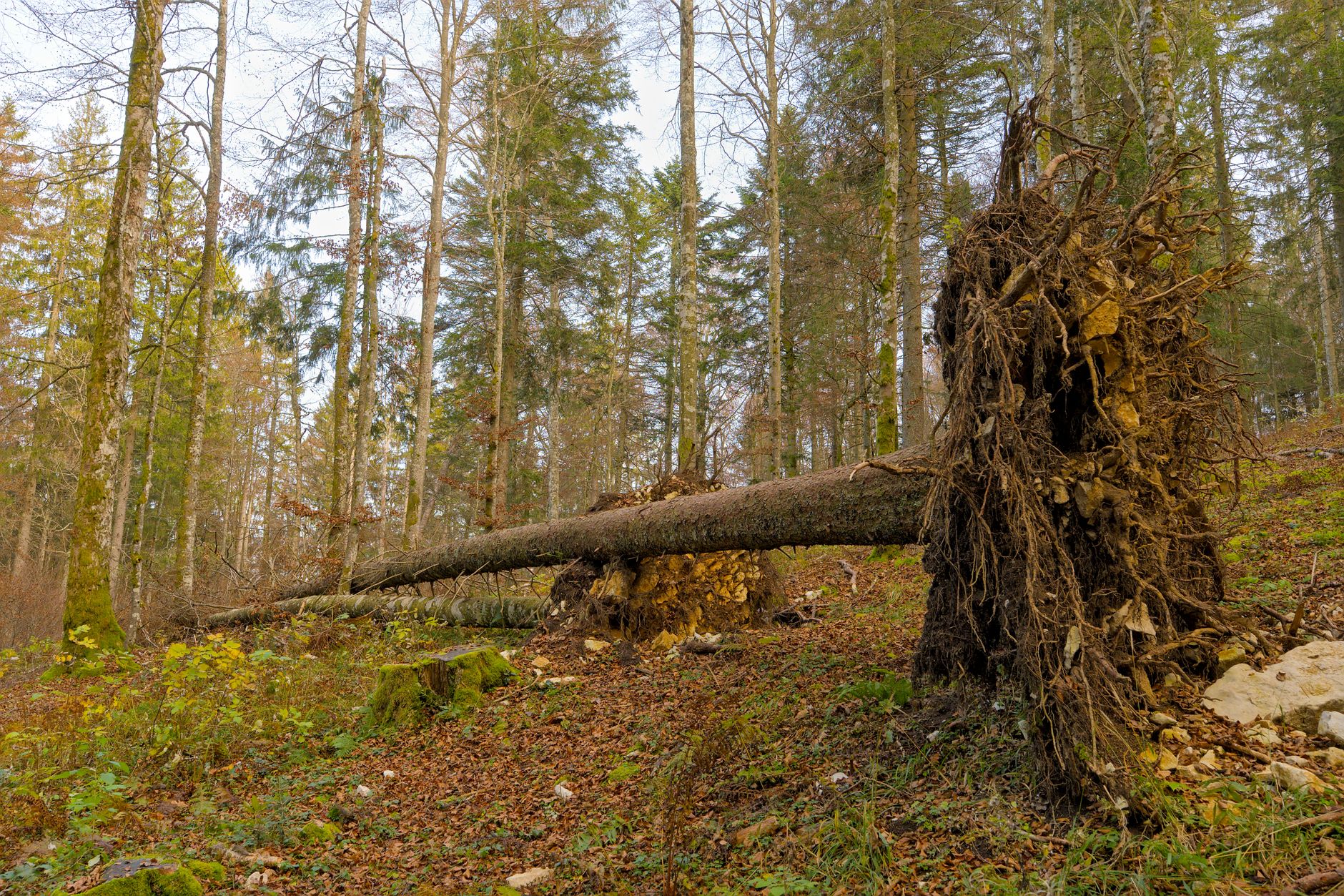 Enlèvement arbre urgence à Clermont-Ferrand